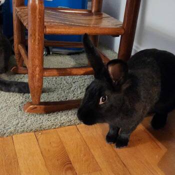 Rescue Bunny Rabbit Rabbits for Adoption in Westbrook, Maine - Annie | PetCurious