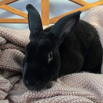 Officer Judy Hopps -  Rex Rabbit for Adoption in Windsor, Virginia - Officer Judy Hopps | PetCurious