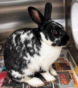 Mr. Bengley -  Rex Rabbit for Adoption in Raleigh, North Carolina - Mr. Bengley | PetCurious