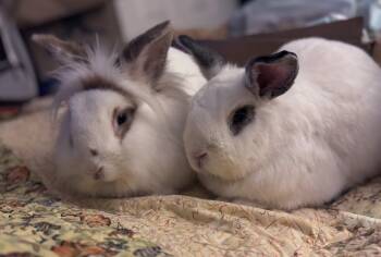 Rescue Hotot Rabbits for Adoption in Westford, Massachusetts - Pebbles | PetCurious
