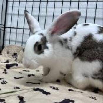 Honor -  Dutch and Polish Rabbit for Adoption in Tampa, Florida - Honor | PetCurious