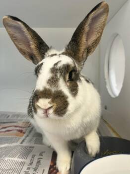 American Rabbits Available for Adoption in Manassas, Virginia - Miracle (ID 51454/1584) | PetCurious