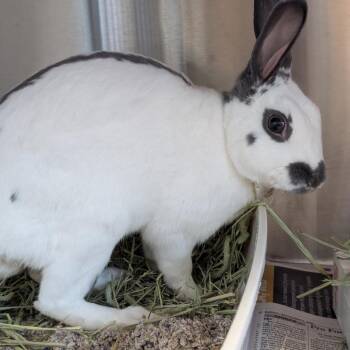 Bean -  English Spot and Bunny Rabbit Rabbit for Adoption in Pittsburgh, Pennsylvania - Bean | PetCurious