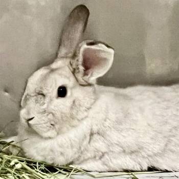 VIRGINIA -  Bunny Rabbit Rabbit for Adoption in St. Louis, Missouri - VIRGINIA | PetCurious