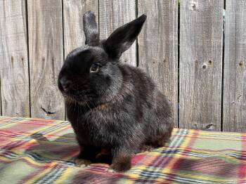 Rescue Dwarf Rabbits for Adoption in Holiday, Florida - Milo (& Tokyo) | PetCurious
