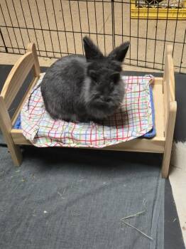 Lionhead Rabbits Available for Adoption in Sauk Village, Illinois - Dilly Bar  | PetCurious
