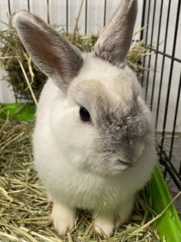 Rescue Dwarf Rabbits for Adoption in Oakland, New Jersey - Buttons | PetCurious