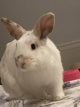 Rescue American Rabbits for Adoption in Manchester, Connecticut - Cookie Dough | PetCurious