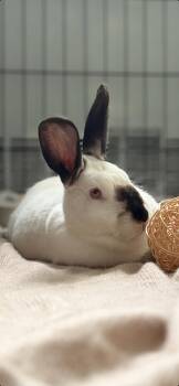 Pumpernickel -  Himalayan Rabbit for Adoption in New York, New York - Pumpernickel | PetCurious