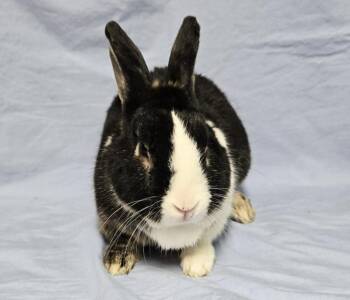 Snyder -  Dutch and Silver Marten Rabbit for Adoption in Westford, Massachusetts - Snyder | PetCurious