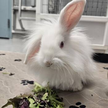 Lionhead and Holland Lop Rabbits Available for Adoption in Medfield, Massachusetts - Paisley  | PetCurious