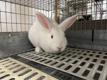 New Zealand Rabbits Available for Adoption - Charles | PetCurious
