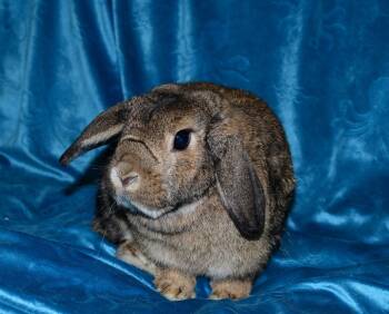Holland Lop Rabbits Available for Adoption in Chesterfield, Missouri - Honey | PetCurious