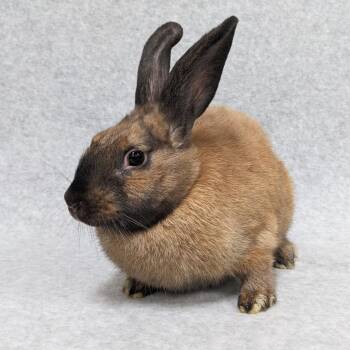 Louise -  American Rabbit for Adoption in Antioch, California - Louise | PetCurious