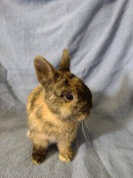 Rescue Netherland Dwarf Rabbits for Adoption in Plymouth, Michigan - Humphrey | PetCurious
