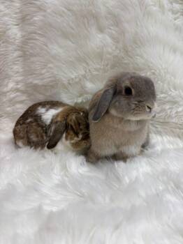 Butters & Scotch -  Lop Eared Rabbit for Adoption in Montclair, California - Butters & Scotch | PetCurious