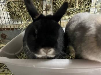 Charlie-T / Tacoma -  Netherland Dwarf Rabbit for Adoption in Pflugerville, Texas - Charlie-T / Tacoma | PetCurious