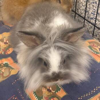 Bug -  Lionhead Rabbit for Adoption in Mentor, Ohio - Bug | PetCurious