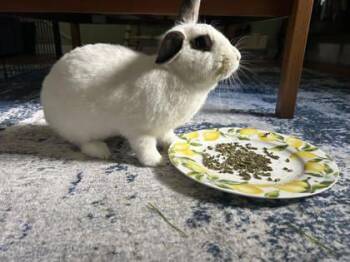 Rescue American Rabbits for Adoption in Annapolis, Maryland - Stargazer Lily | PetCurious