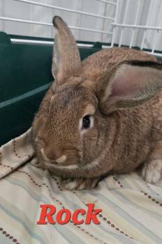 Rock -  English Lop Rabbit for Adoption in Pottsville, Pennsylvania - Rock | PetCurious