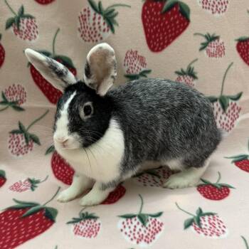 Lurleen (Bonded to Flour) -  Dutch Rabbit for Adoption in Gainesville, Florida - Lurleen (Bonded To Flour) | PetCurious