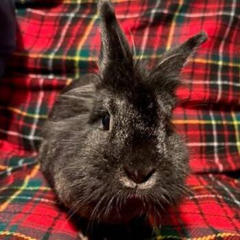 Nudge -  Lionhead Rabbit for Adoption in Napa, California - Nudge | PetCurious