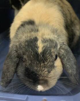 Mini Lop Rabbits Available for Adoption - PHEOBE | PetCurious