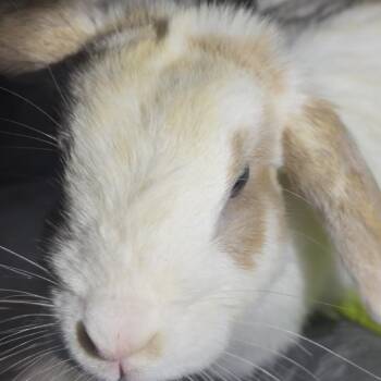 Lola Bunny -  Bunny Rabbit Rabbit for Adoption in Gansevoort, New York - Lola Bunny | PetCurious