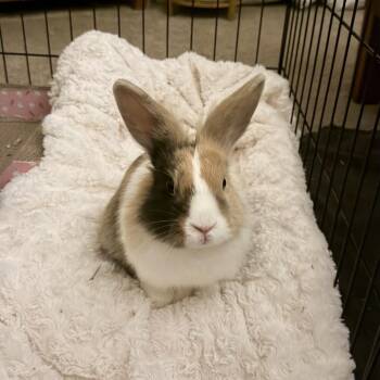 Barney -  Dutch and Lionhead Rabbit for Adoption in Elverta, California - Barney | PetCurious