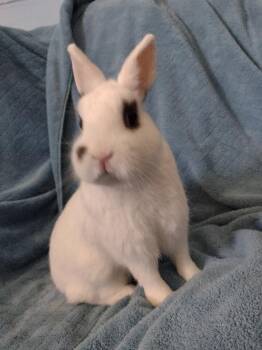 Hotot Rabbits Available for Adoption - Deveraux | PetCurious