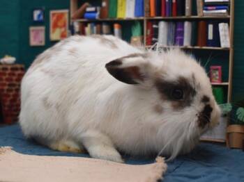 Lionhead and Lop Rabbits Available for Adoption in Portland, Oregon - Iggy | PetCurious