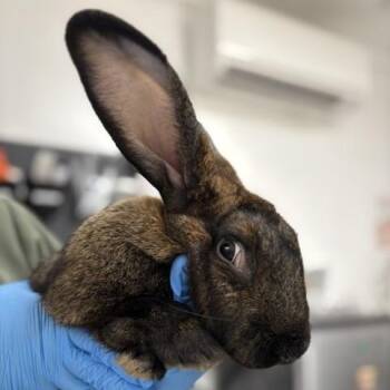 Carrot Bandit -  American Rabbit for Adoption in Freeport, Florida - Carrot Bandit | PetCurious