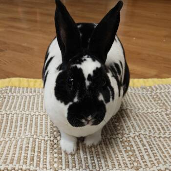 Rescue Mini Rex Rabbits for Adoption in Madison, Wisconsin - Domino | PetCurious