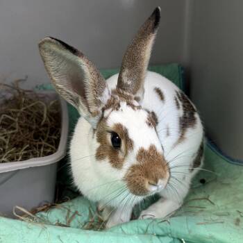 Nadiya -  English Spot Rabbit for Adoption in Kennesaw, Georgia - Nadiya | PetCurious
