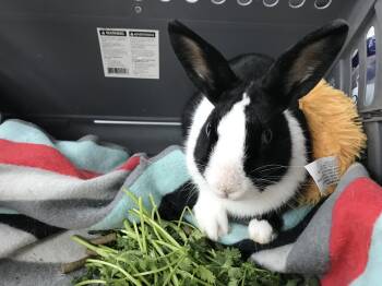 Rescue Dutch Rabbits for Adoption in Holiday, Florida - Tokyo (& Milo) | PetCurious