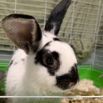 Pepper -  American Rabbit for Adoption in Pittsford, Vermont - Pepper | PetCurious