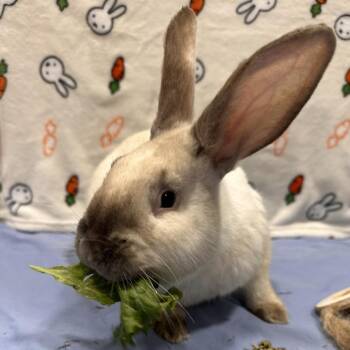 Abra -  Bunny Rabbit Rabbit Available for Adoption in Puslinch, Ontario - Abra | PetCurious
