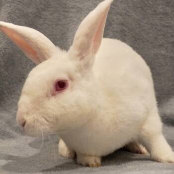 Loki -  American Rabbit for Adoption in San Antonio, Texas - Loki | PetCurious