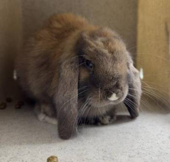THUMPER -  Bunny Rabbit Rabbit for Adoption in Riverside, California - THUMPER | PetCurious