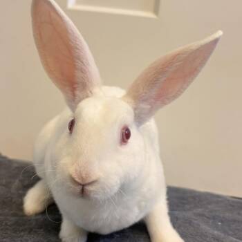 Rex Rabbits Available for Adoption - Dorothy And Rose | PetCurious