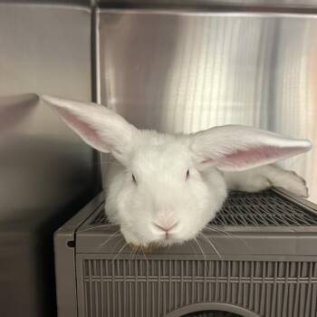 Bunnicula -  New Zealand Rabbit for Adoption in Charlottesville, Virginia - Bunnicula | PetCurious