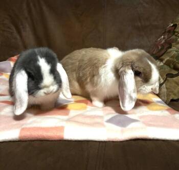 Holland Lop Rabbits Available for Adoption in Pflugerville, Texas - Courtesy Post ***Sunni And Stormi | PetCurious
