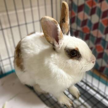Harlequin Rabbits Available for Adoption in Columbia, Maryland - Tiramisu- #51244 | PetCurious