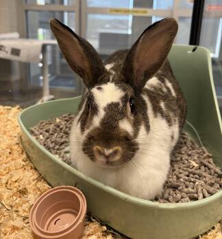 Bailey -  Bunny Rabbit Rabbit for Adoption in Mississauga, Ontario - Bailey | PetCurious