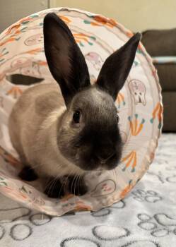 American Sable Rabbits Available for Adoption - Oliver | PetCurious