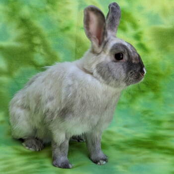 Rescue Lionhead and Lilac Rabbits for Adoption in Antioch, California - Mabel | PetCurious