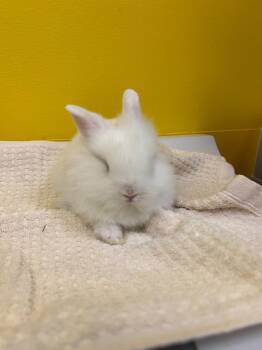 Arctic -  Lionhead and Holland Lop Rabbit for Adoption in Raleigh, North Carolina - Arctic | PetCurious