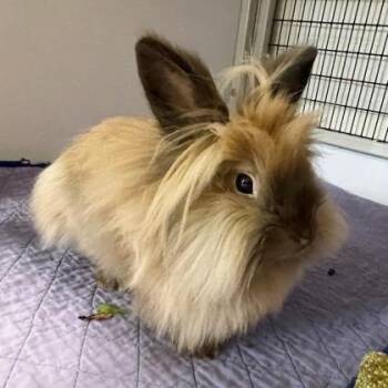 Lionhead Rabbits Available for Adoption in Wheaton, Illinois - Symphony | PetCurious
