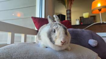 Skye -  Dutch Rabbit for Adoption in Los Angeles, California - Skye | PetCurious