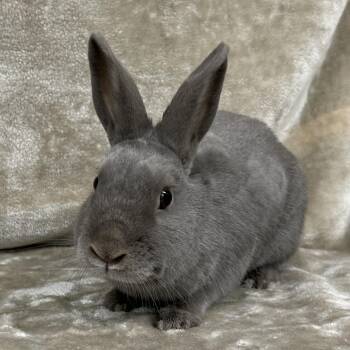Polish Rabbits Available for Adoption in Edgewood, Maryland - Skylar | PetCurious